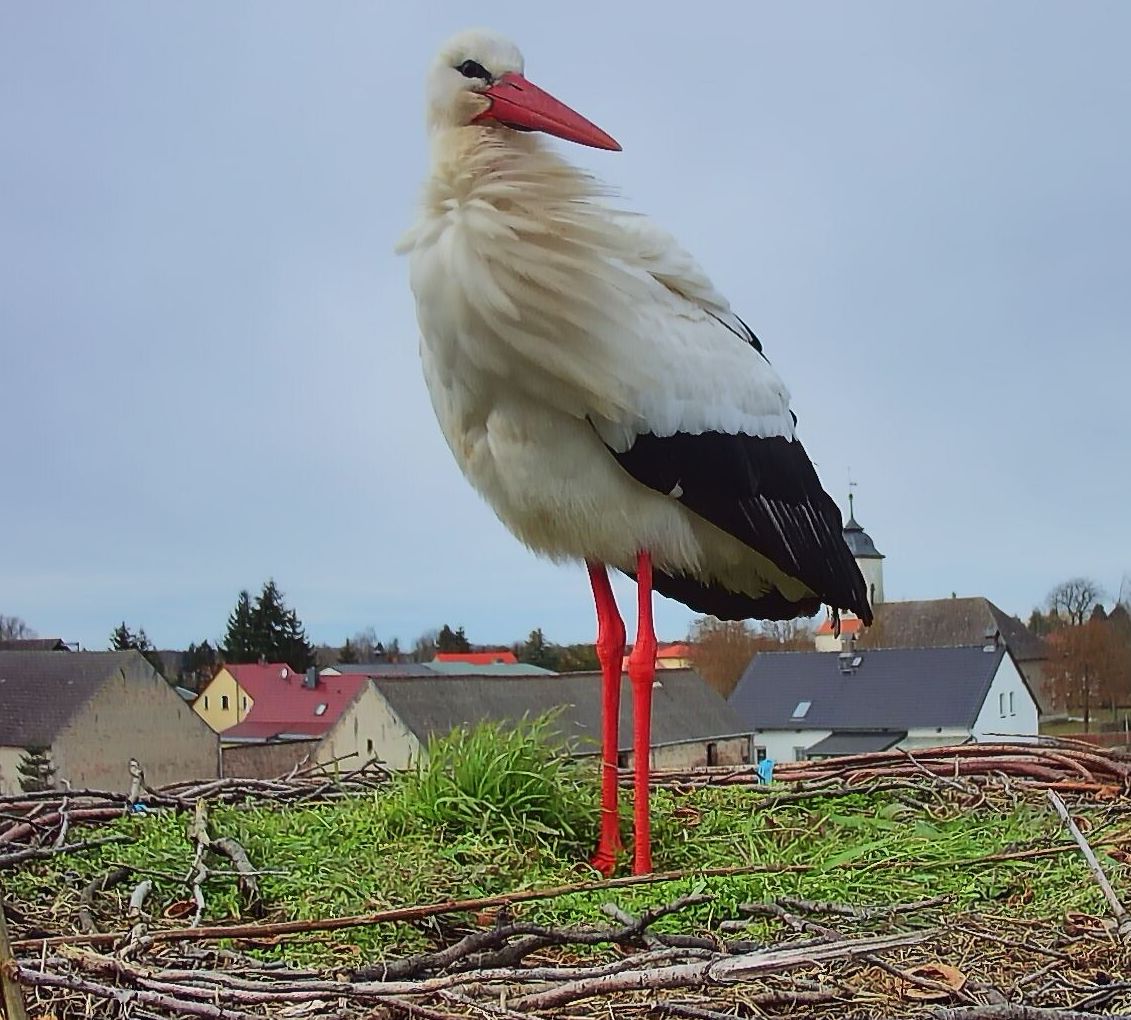Erster Storch des Jahres in Fohrde gelandet - Altbekannter Ben sorgt für Aufregung